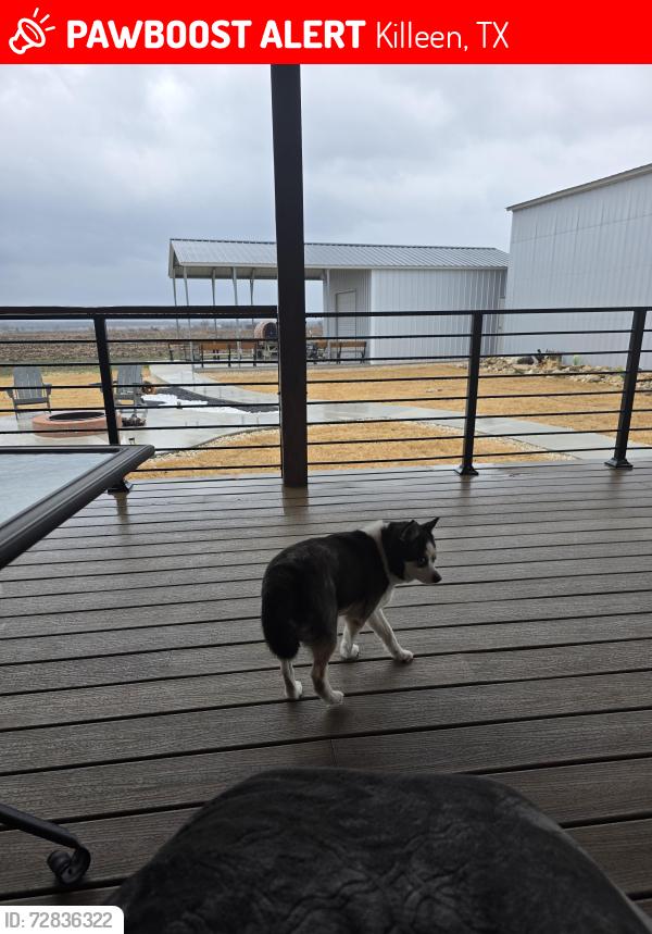 Lost Male Dog last seen W Green Ave , Killeen, TX 76541