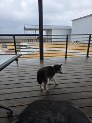 Lost Male Dog last seen W Green Ave , Killeen, TX 76541