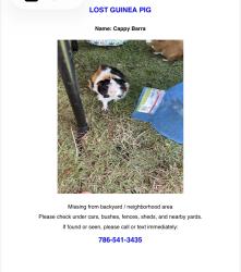 Lost Male Other last seen My  gate was open, Homestead, FL 33030
