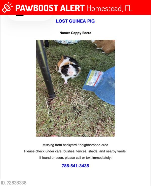 Lost Male Other last seen My  gate was open, Homestead, FL 33030