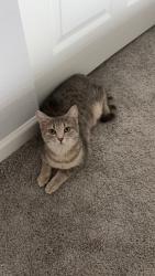 Reunited Female Cat last seen Williams Lake, Hatchery rd, Waterford Township, MI 48327