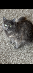 Lost Female Cat last seen Herndon and Milburn, Fresno, CA 93722
