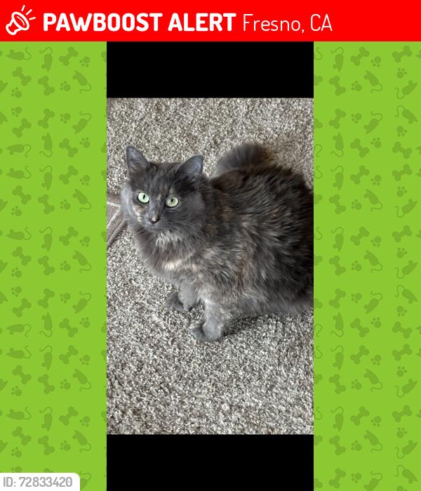 Lost Female Cat last seen Herndon and Milburn, Fresno, CA 93722