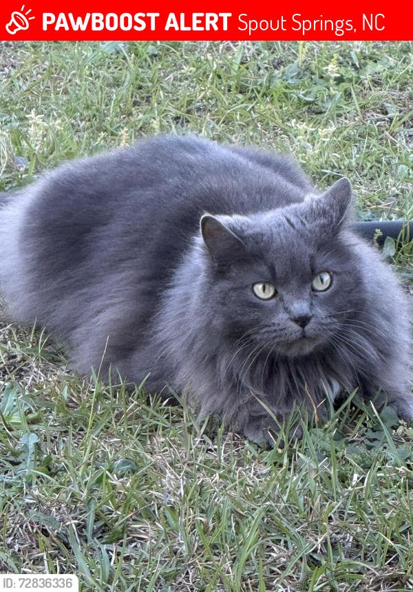 Lost Female Cat last seen Quatrefoil / Tripoli / Samuel Nichols, Spout Springs, NC 28326