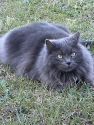 Lost Female Cat last seen Quatrefoil / Tripoli / Samuel Nichols, Spout Springs, NC 28326