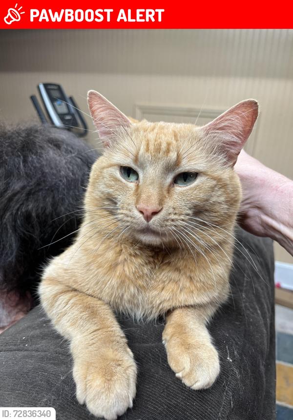 Lost Male Cat last seen Honeyle Road, Rockingham County, NC 27025