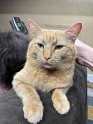 Lost Male Cat last seen Honeyle Road, Rockingham County, NC 27025