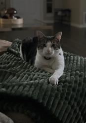 Lost Female Cat last seen Dakota street, Fort Hood, TX 76544