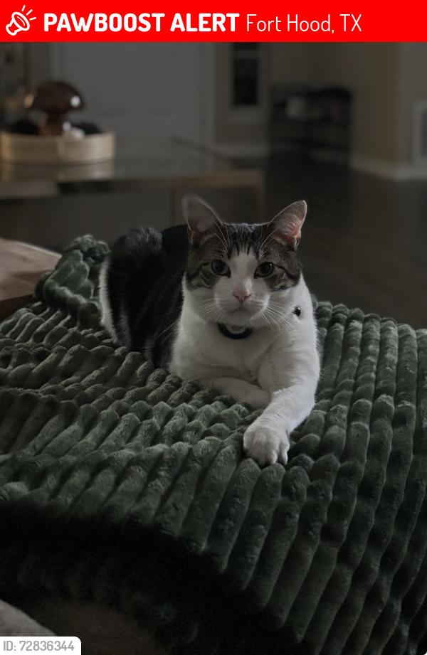 Lost Female Cat last seen Dakota street, Fort Hood, TX 76544