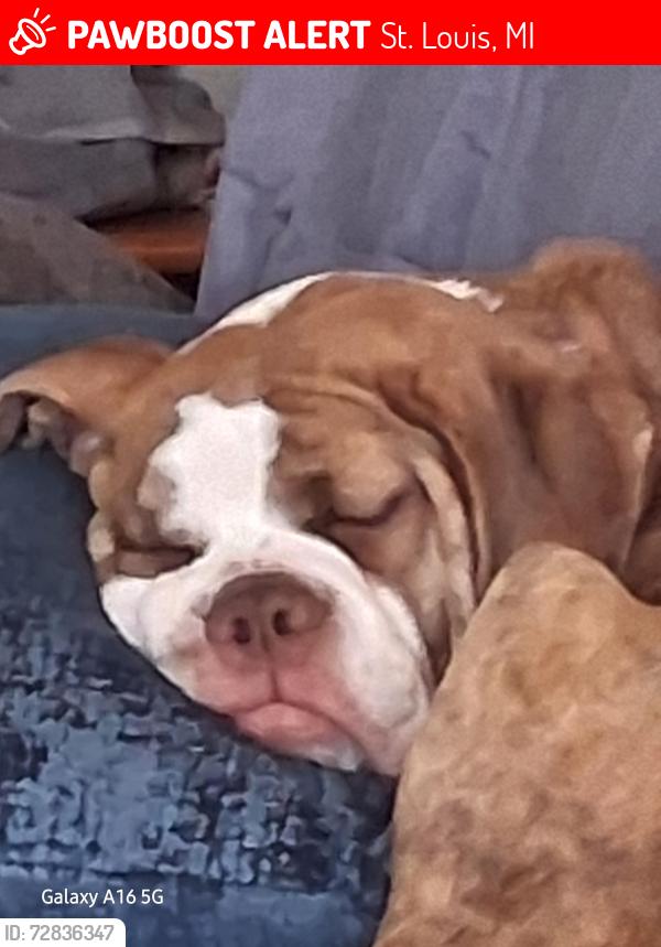 Lost Female Dog last seen Prospect mill, St. Louis, MI 48880