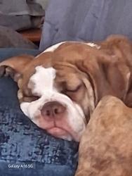 Lost Female Dog last seen Prospect mill, St. Louis, MI 48880