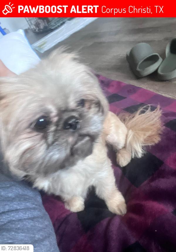 Lost Female Dog last seen Gollihar & greenwood, Corpus Christi, TX 78415
