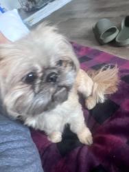 Lost Female Dog last seen Gollihar & greenwood, Corpus Christi, TX 78415