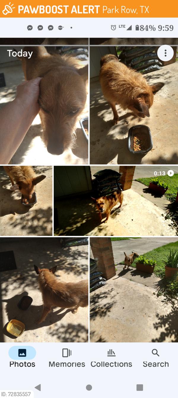 Found/Stray Female Dog last seen Sundown Subdivision  Katy, Texas 77449, Katy, TX 77449