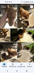 Found/Stray Female Dog last seen Sundown Subdivision  Katy, Texas 77449, Katy, TX 77449