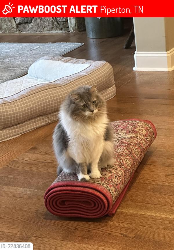 Lost Male Cat last seen Poplar, Highway 57, Piperton, TN 38017