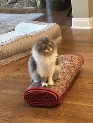 Lost Male Cat last seen Poplar, Highway 57, Piperton, TN 38017