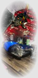 Lost Male Cat last seen Huntingridge Road , Greenville, NC 27858