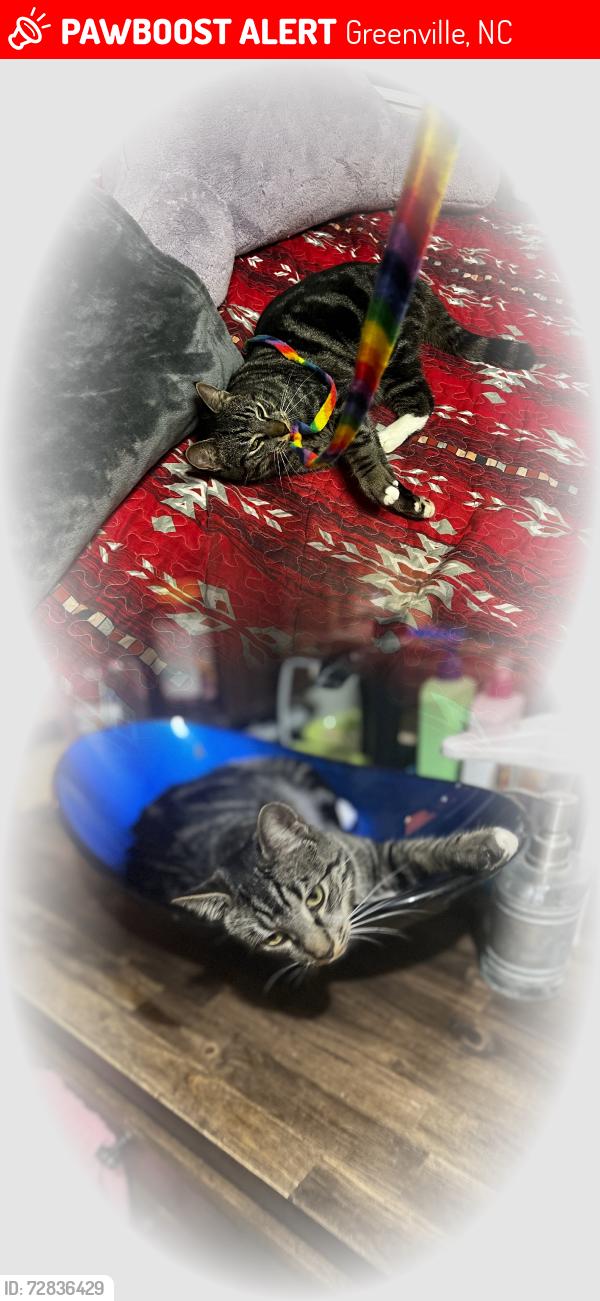 Lost Male Cat last seen Huntingridge Road , Greenville, NC 27858