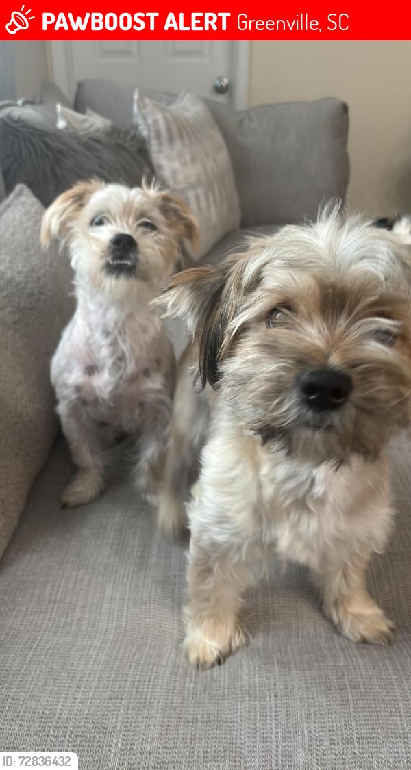 Lost Male Dog last seen Fork shoals, Greenville, SC 29605