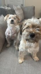 Lost Male Dog last seen Fork shoals, Greenville, SC 29605