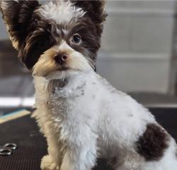 Reunited Male Dog last seen Ivanhoe, El Paso, TX 79936