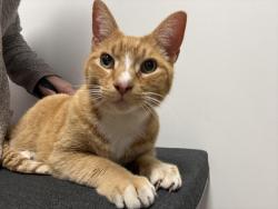 Found/Stray Female Cat last seen Normaltown brewery, Athens, GA 30603