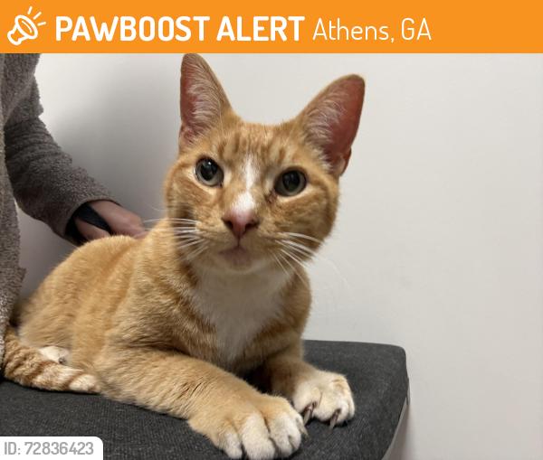 Found/Stray Female Cat last seen Normaltown brewery, Athens, GA 30603