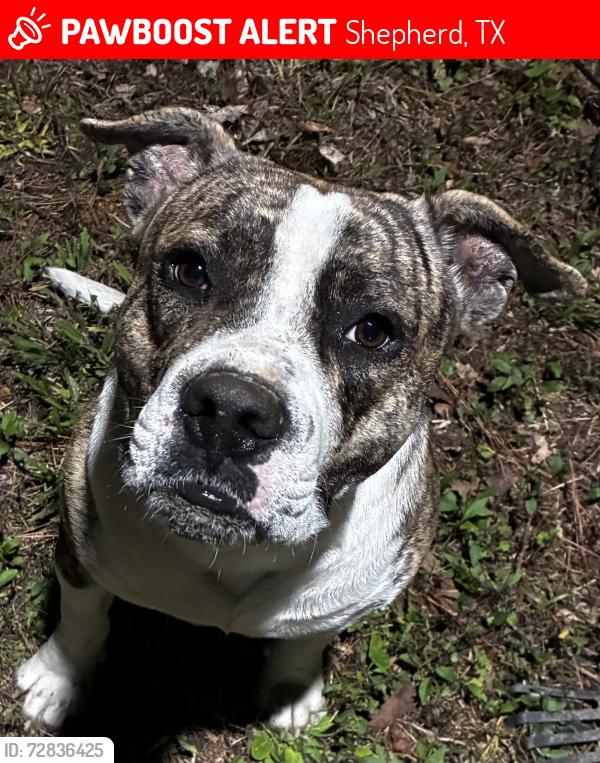Lost Male Dog last seen Red Road , Shepherd, TX 77371