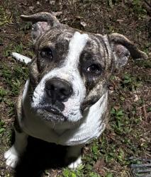 Lost Male Dog last seen Red Road , Shepherd, TX 77371