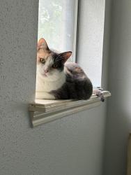 Found/Stray Female Cat last seen UTSA main campus, San Antonio, TX 78249