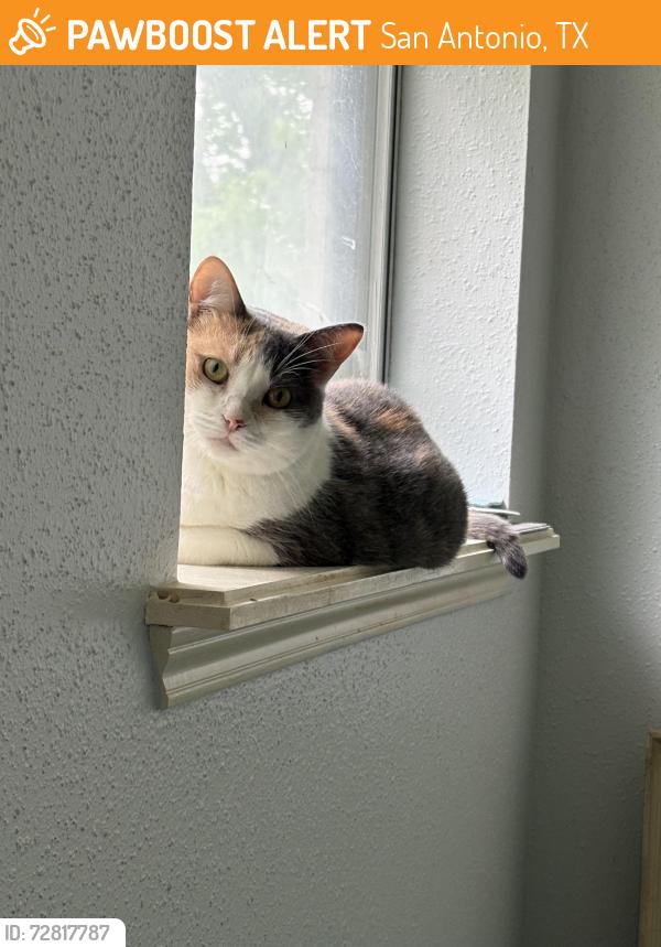 Found/Stray Female Cat last seen UTSA main campus, San Antonio, TX 78249