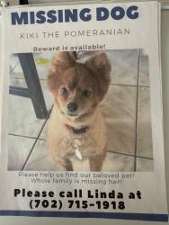 Lost Female Dog last seen West Desert Inn & S Decatur, Las Vegas, NV 89146