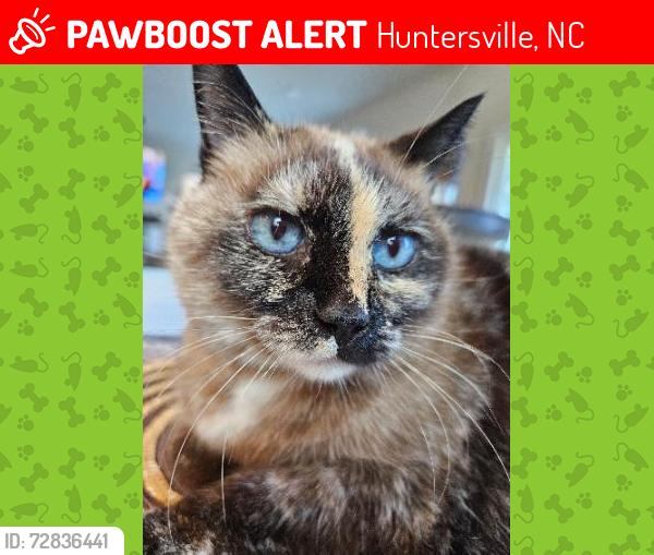 Lost Female Cat last seen ashbury chapel , Huntersville, NC 28078