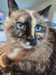 Lost Female Cat last seen ashbury chapel , Huntersville, NC 28078