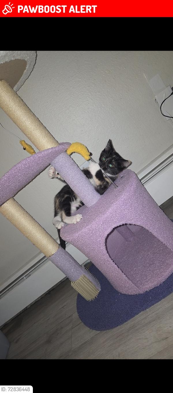 Lost Female Cat last seen Academy Blvd (to the west) and Union Blvd (to the east), Colorado Springs, CO 80920