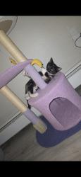 Lost Female Cat last seen Academy Blvd (to the west) and Union Blvd (to the east), Colorado Springs, CO 80920