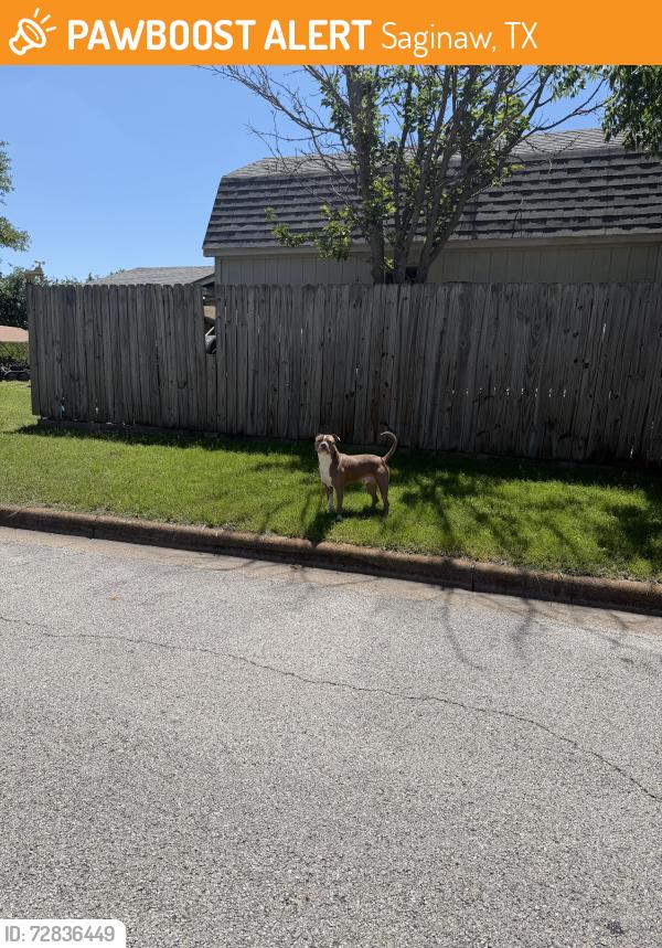 Found/Stray Male Dog last seen Cole and E Georgian , Saginaw, TX 76179