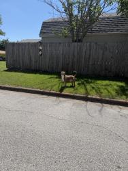 Found/Stray Male Dog last seen Cole and E Georgian , Saginaw, TX 76179