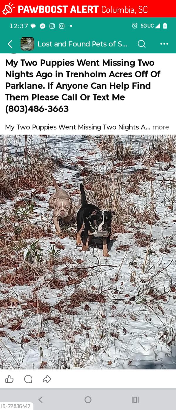 Lost Male Dog last seen Claudia and parklane re, Columbia, SC 29223