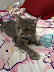 Lost Male Cat last seen Columbus Street, Grove City, OH 43123