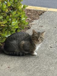 Found/Stray Unknown Cat last seen Club haven shopping center, Winston-Salem, NC 27104
