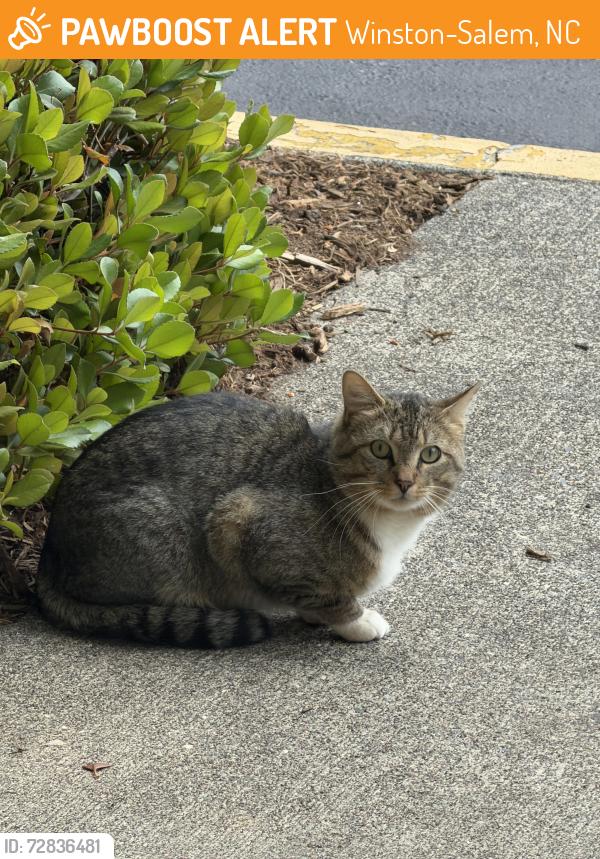 Found/Stray Unknown Cat last seen Club haven shopping center, Winston-Salem, NC 27104