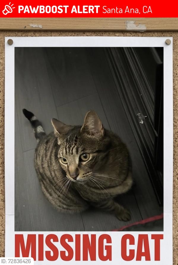 Lost Male Cat last seen King Street & California Santa Ana , Santa Ana, CA 92701