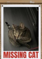 Lost Male Cat last seen King Street & California Santa Ana , Santa Ana, CA 92701