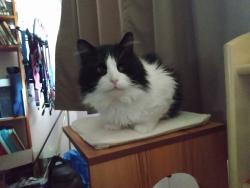 Lost Male Cat last seen Riel, Montréal, QC H4G 2A9