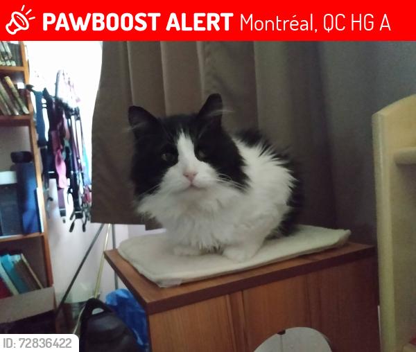Lost Male Cat last seen Riel, Montréal, QC H4G 2A9