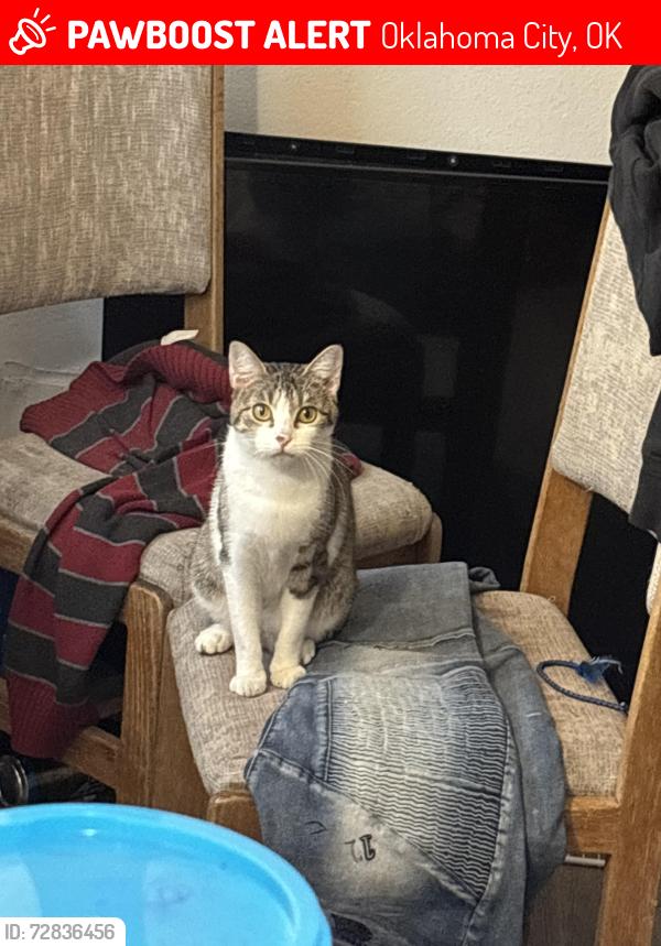 Lost Female Cat last seen Ne 16th st and walnut ave , Oklahoma City, OK 73104