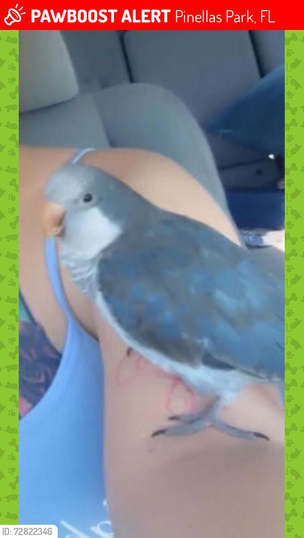 Lost Male Bird last seen Park & us19 , Pinellas Park, FL 33780