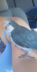 Lost Male Bird last seen Park & us19 , Pinellas Park, FL 33780
